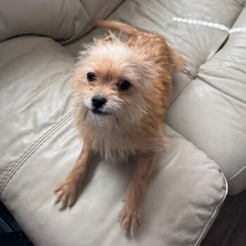 Penni -  Terrier Dog for Adoption in Houston, Texas - Penni | PetCurious