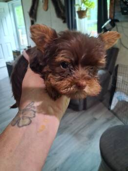 chocoalte boy -  Yorkshire Terrier Dog for Sale in Colton, New York - Chocoalte Boy | PetCurious