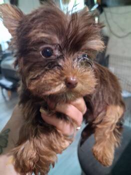 chocoalte boy -  Yorkshire Terrier Dog for Sale in Colton, New York - Chocoalte Boy | PetCurious