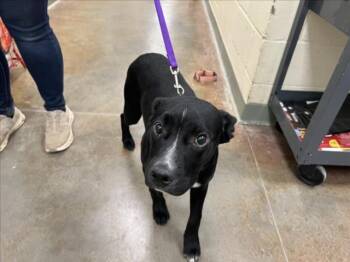Mixed Breed Dogs Available for Adoption in Santa Fe, New Mexico - MORRISON | PetCurious