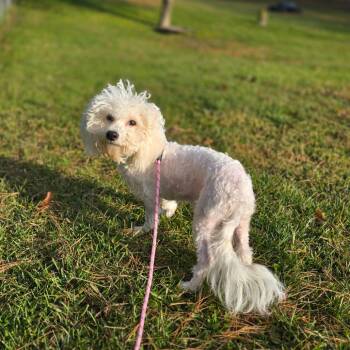 Rescue Bichon Frise Dogs for Adoption in Owosso, Michigan - Bigsby | PetCurious
