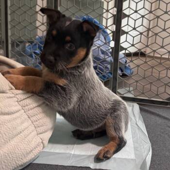 Australian Cattle Dog Blue Heeler Dogs Available for Adoption in Durham, North Carolina - Punch | PetCurious