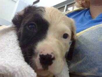 Mixed Breed Dogs Available for Adoption in Dallas, Texas - PISTACHIO | PetCurious