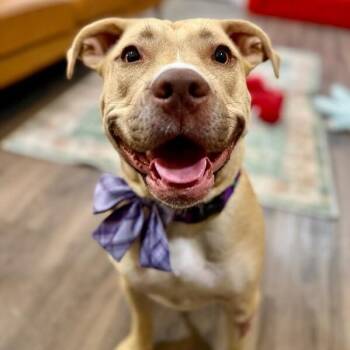 Pit Bull Terrier Dogs Available for Adoption - Juno Butterbean Bestie Babe | PetCurious