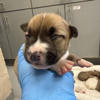 Munchkin -  Hound and Labrador Retriever Dog for Adoption in Troy, Virginia - Munchkin | PetCurious
