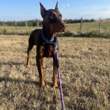 Dexter -  Doberman Pinscher Dog for Adoption in Aledo, Texas - Dexter | PetCurious