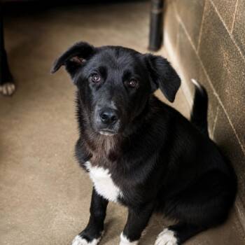 Dove D46106 -  Labrador Retriever and Mixed Breed Dog for Adoption in Corsicana, Texas - Dove D46106 | PetCurious