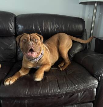 Amelia -  Dogue De Bordeaux Dog for Adoption in Providence, Rhode Island - Amelia | PetCurious