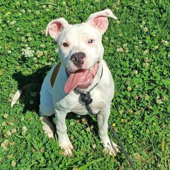 Snickerdoodle -  Pit Bull Terrier Dog for Adoption in Springdale, Arkansas - Snickerdoodle | PetCurious