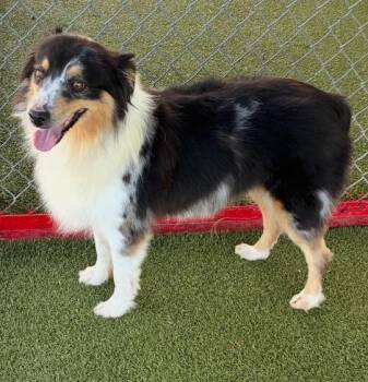 Heidi -  Australian Shepherd Dog for Adoption in Fayetteville, Arkansas - Heidi | PetCurious