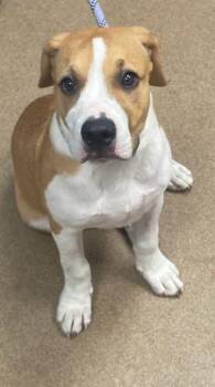 Sugarloaf -  Mixed Breed Dog for Adoption in Chamblee, Georgia - Sugarloaf | PetCurious
