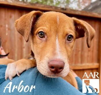 Labrador Retriever and German Shepherd Dog Dogs Available for Adoption - Arbor | PetCurious