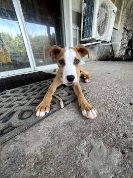 Buzz Lightyear -  Boxer and Bull Terrier Dog for Adoption in Manhattan, Kansas - Buzz Lightyear | PetCurious