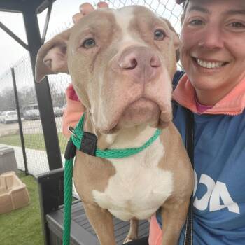 Mixed Breed Dogs Available for Adoption - Momma Bear | PetCurious