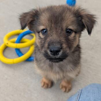 Plum -  Mixed Breed Dog for Adoption in Fenton, Michigan - Plum | PetCurious