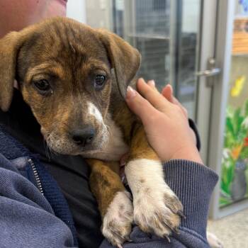 Boxer and Labrador Retriever Dogs Available for Adoption in Madisonville, Tennessee - El (11) | PetCurious