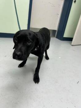 Montana -  Labrador Retriever and Mixed Breed Dog for Adoption in Savannah, Georgia - Montana | PetCurious