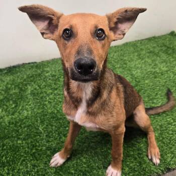 Henrietta -  Shepherd Dog for Adoption in Columbia, Missouri - Henrietta | PetCurious