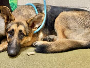 Rescue German Shepherd Dog and Mixed Breed Dogs for Adoption in Moreno Valley, California - A545477 | PetCurious