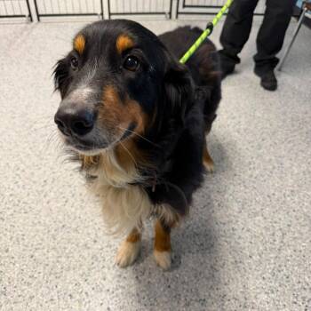 Franklin -  Australian Shepherd Dog for Adoption in Columbia, Illinois - Franklin | PetCurious