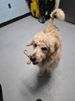 Nc 10 -  Standard Poodle Dog for Adoption in Lawrenceville, Georgia - Nc 10 | PetCurious