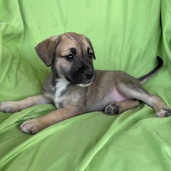 German Shepherd Dog and Black Labrador Retriever Dogs Available for Adoption in Tucson, Arizona - Linsey | PetCurious