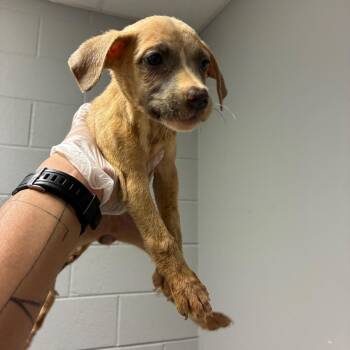 Mitsubishi -  Mixed Breed Dog for Adoption in Chattanooga, Tennessee - Mitsubishi | PetCurious