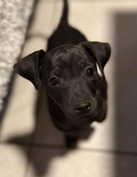 Cairn Terrier Dogs Available for Adoption in Phoenix, Arizona - Pizzazzy | PetCurious