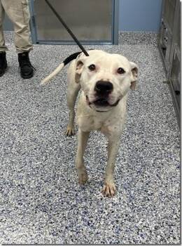 Venus Adorable White American Bully Girl Great Family Doggie -  American Bulldog Dog for Adoption in Charlottesville, Virginia - Venus Adorable White American Bully Girl Great Family Doggie | PetCurious