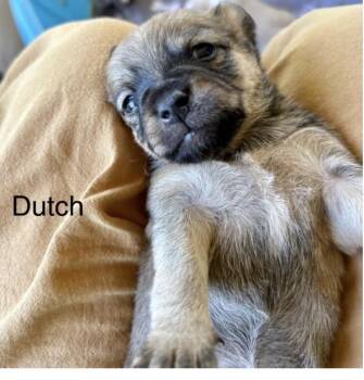 Dutch -  Chihuahua Dog for Adoption in Larkfield-wikiup, California - Dutch | PetCurious