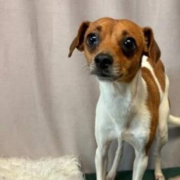 Grogu D26-177 -  Chihuahua and Jack Russell Terrier Dog for Adoption in Lebanon, Tennessee - Grogu D26-177 | PetCurious
