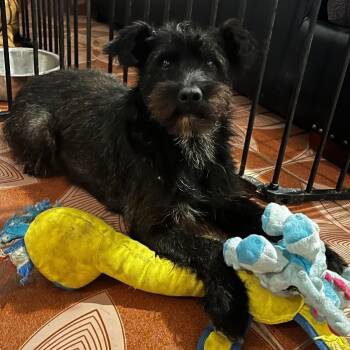 Rescue Parson Russell Terrier and Patterdale Terrier Fell Terrier Dogs for Adoption in Windsor, California - Muñeco | PetCurious