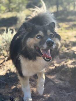 Rescue Australian Shepherd Dogs for Adoption in Chinle, Arizona - Kat, The Dog | PetCurious