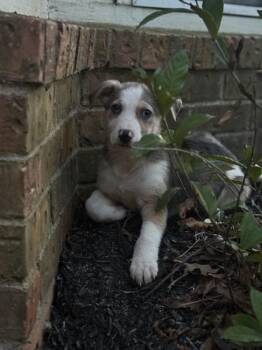 Australian Shepherd Dogs Available for Adoption - Kris (Lisa-Fostered In TN) | PetCurious