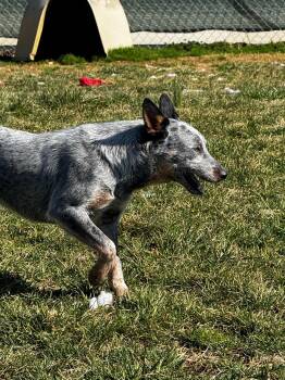 Rescue Australian Cattle Dog Blue Heeler Dogs for Adoption in Tullahoma, Tennessee - Helmer | PetCurious