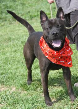 Terrier and Mixed Breed Dogs Available for Adoption in Marietta, Ohio - Ares (Photos 4/24/2026) | PetCurious