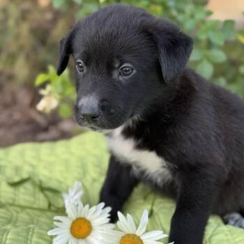 Rescue Labrador Retriever and Shepherd Dogs for Adoption in San Diego, California - Kim Possible Pup - Drs. James | PetCurious