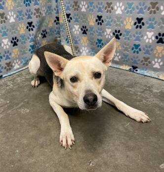 ELRICK -  German Shepherd Dog and Mixed Breed Dog for Adoption in Rosenberg, Texas - ELRICK | PetCurious