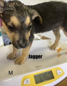 Pit Bull Terrier and Jack Russell Terrier Dogs Available for Adoption in Irwin, Pennsylvania - Jagger | PetCurious