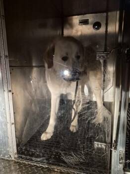 Great Pyrenees Dogs Available for Adoption - Pen 106 Arlo | PetCurious