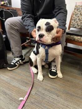 English Bulldog and Mixed Breed Dogs Available for Adoption in Alamo Heights, Texas - Judge | PetCurious