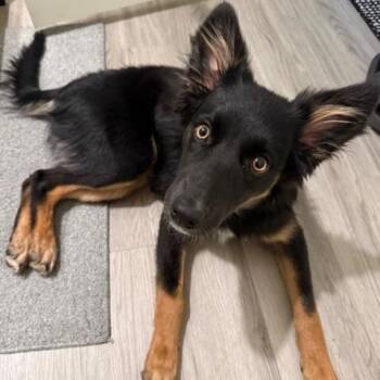 German Shepherd Dog and Border Collie Dogs Available for Adoption in Las Vegas, Nevada - Margo | PetCurious