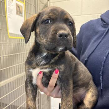 Pit Bull Terrier Dogs Available for Adoption in Morganton, North Carolina - Professor Beef Wellington | PetCurious