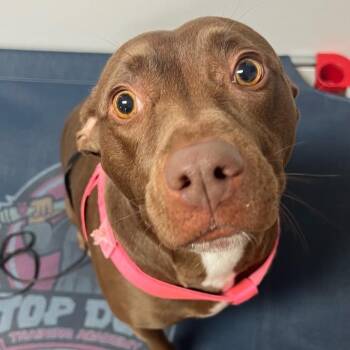 Chocolate Labrador Retriever and Terrier Dogs Available for Adoption in New Orleans, Louisiana - Nova Jane | PetCurious