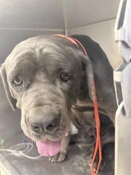 JADE -  Cane Corso Dog for Adoption in Riverside, California - JADE | PetCurious