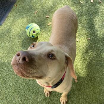 Mixed Breed Dogs Available for Adoption in Titusville, Florida - Dubai | PetCurious