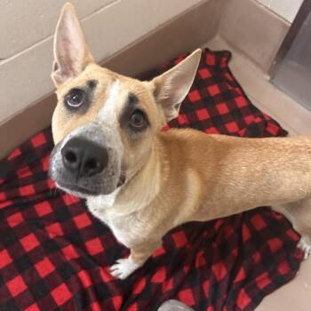 Moon -  Mixed Breed Dog for Adoption in Reno, Nevada - Moon | PetCurious