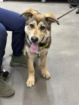German Shepherd Dog and Mixed Breed Dogs Available for Adoption - SCOOBY DOO | PetCurious