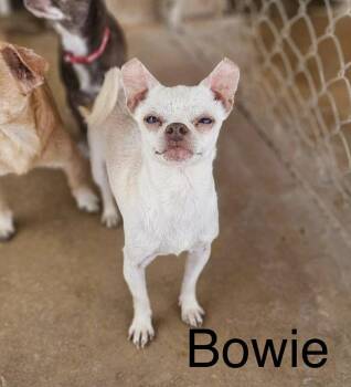 Chihuahua Dogs Available for Adoption in New London, Wisconsin - Bowie | PetCurious