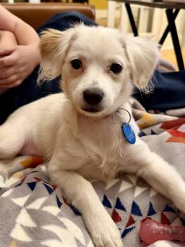 Spaniel and Pomeranian Dogs Available for Adoption - Kim | PetCurious